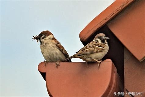 家裡飛來麻雀|麻雀是保護動物嗎？麻雀飛進家裡預示什麼？屋檐下麻。